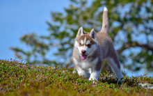 Sunny Siberian Husky Puppy 