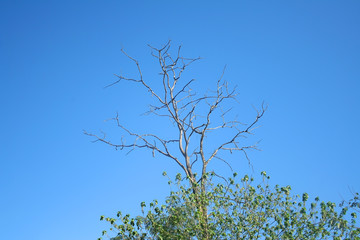 Dry branch of tree on bright blue sky background