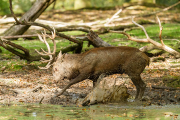 Wall Mural - Deer Stag Animal