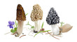 Morel mushrooms in natural environment.  Morchella esculenta, Morchella elata, Morchella  rufobrunnea. Realistic vector illustration on white background.