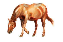 Watercolor Red Horse