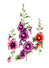 Malva Flowers. Watercolor Botanical Illustration Isolated On White Background. Hand Drawn.