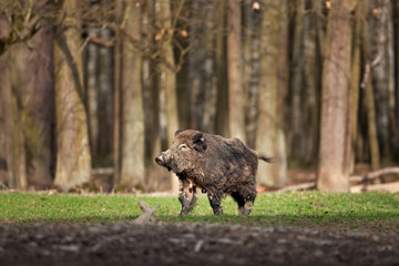 Wall Mural - wild boar, sus scrofa, czech republic