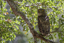 Brown Fish Owl - Ketupa Zeylonensis, Yala National Park, Sri Lanka. Beautiful Own Hiding Inside Tree Near By Lake.