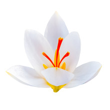 Spring Flowers. White Crocuses. Isolate On White Background.