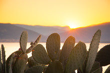 Close Up Of Prickly Pears, Crete, Greece At Sunset.
