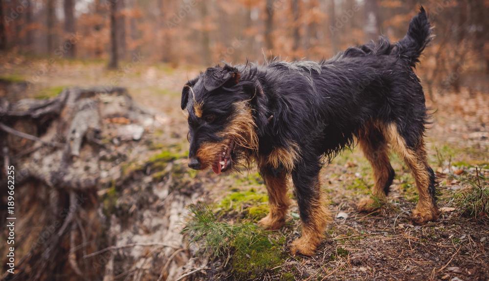 Deutscher Jagdterrier, German hunting terrier black and tan, in the forest. - obrazy, fototapety, plakaty 