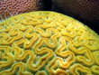 Close up view of Grooved Brain Coral, Caribbean sea, Bocas del Toro, Panama
