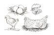 Vector chicken breeding hand drawn set.