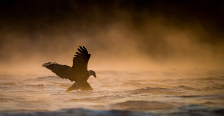 Wall Mural - bald eagle