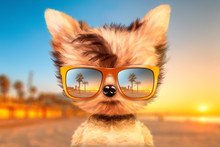 Dog In Sunglasses Stand In Front Travel Background