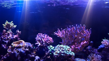 Wall Mural - Coral reef aquarium tank scenic moment