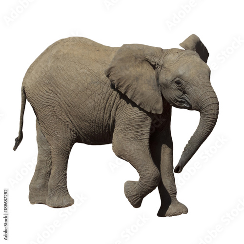 Baby Elephant. African Elephant calf isolated on white background Buy this stock photo and