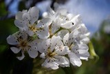 Fototapeta Lawenda - Branch of a blossoming quince on natural background