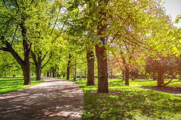 Park in the spring with green lawn, sun light. Stone pathway in a green park