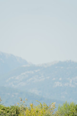 Wall Mural - Grass in the foreground, sky and mountains in the background, vertical format