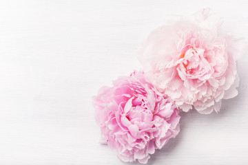 Fototapete - beautiful pink peony flower background