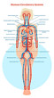 Human Circulatory System vector illustration diagram, blood vessels scheme