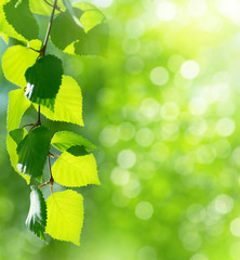 Aufkleber - Natural background. Bright spring background with birch branch in the sunlight.