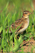 Single Skylark bird on grassy wetlands during a spring nesting period