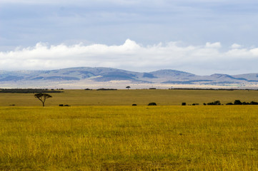 Wall Mural - View of the savannah in Maasai Mara Park Kenya