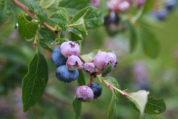 Pink and Ripe Blueberries on a branch