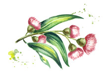 Eucalyptus Branch With Leaves And Red Flowers. Isolated On White Background. Watercolor Hand Drawn Illustration
