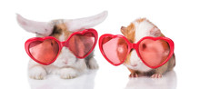 Funny Lop Eared Rabbit With Guinea Pig Wearing Heart Shaped Glasses, Isolated On White