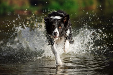 Border Collie Running In The Water