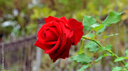 Symbol Of Romantic Love Red Rose Growing In The Garden Beautiful