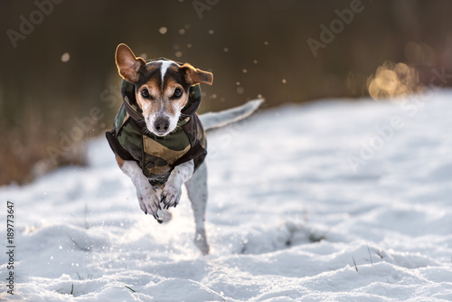 jack russell winter coats