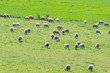 Herd of sheeps in a green field in Sardinia