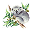 Little Koala bear sitting on eucalyptus branch, isolated on white background. Watercolor hand drawn illustration
