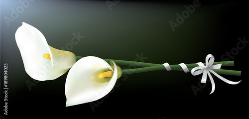 Fotomural Bouquet of calla lilies isolated on a dark background.