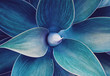 © Kira_Yan - Abstract Ultra Violet agave plant floral pattern Dragon tree, blue fox tail agave Floral green pattern top view
