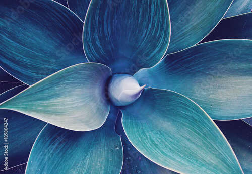 Dekoracja na wymiar  abstrakcyjna-ultrafioletowa-roslina-agawy-kwiatowy-wzor-smocze-drzewo-niebieska-agawa-z-ogona-lisa-kwiatowa-zielen