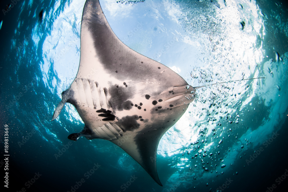 Manta Ray swimming underwater in the ocean Stock Photo | Adobe Stock