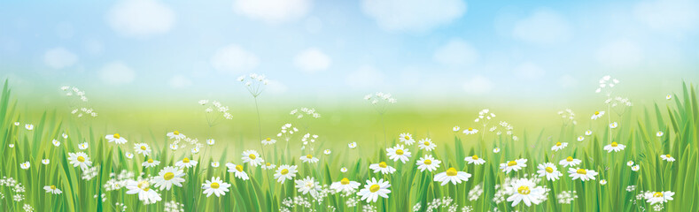 Wall Mural - vector summer nature background, daisy flowers field.