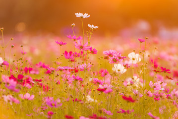 Wall Mural - Beautiful cosmos flowers blooming in garden