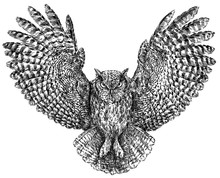 Black And White Engrave Isolated Owl Illustration