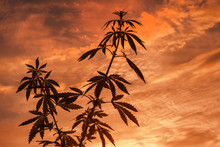 Marijuana Outdoors Silhouette. Plants Of Cannabis In Sunlight