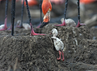 pink flamingo