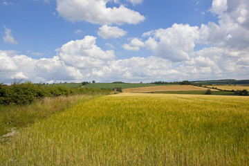 Wall Mural - summer barley landscape