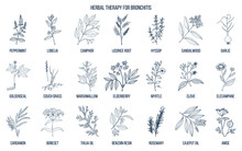Herbal Therapy For Bronchitis