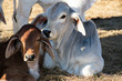 Close up of Two Brahma calves laying down
