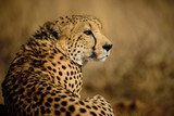 Fototapeta Sawanna - Watchful Cheetah from Madikwe