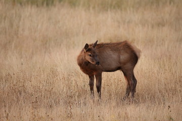 Wall Mural - Elk (Wapiti), Cervus elephas, Yellowstone National Park, Wyoming, United States