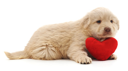 Canvas Print - Puppy with heart.