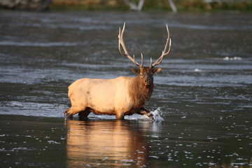 Wall Mural - Elk (Wapiti), Cervus elephas, Yellowstone National Park, Wyoming, United States