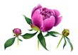 Pink peony with leaves and small buds. Watercolor botanical illustration isolated on white background. Hand drawn.